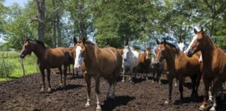 Se confirmaron casos positivos de encefalomielitis equina en Corrientes y Santa Fe