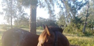 Otros dos caballos retirados de la calle. Suman 217