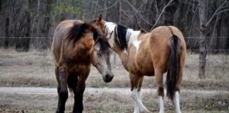 Medidas de prevención: Encefalomielitis Equina del Oeste