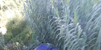 Un auto terminó en un zanjón Unico medio que no copia y pega