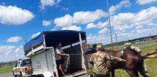 Personal veterinario Municipal secuestro dos equinos, con la colaboración de la brigada de delitos rurales