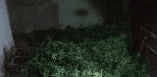 En un allanamiento encontraron una gran cantidad de plantas de Marihuana