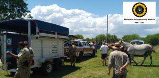 Veterinaria Municipal junto a la brigada de prevención delitos rurales secuestro tres equinos sueltos
