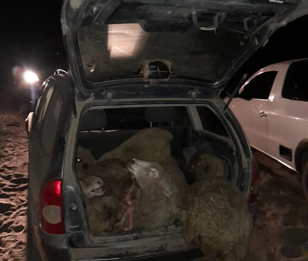 Llevaba cinco ovejas robadas en el baúl de un vehículo