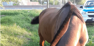 Secuestran un caballo robado en Colón