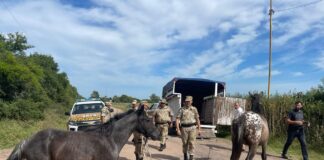 Gualeguaychú: Secuestraron ocho equinos con la intervención del municipio y colaboración de La Brigada de Delitos Rurales