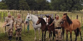 Gualeguaychú: Secuestraron cuatro caballos sueltos, sumando dieciséis en los primeros días de 2024