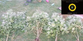 Allanamiento con secuestro de plantas de marihuana