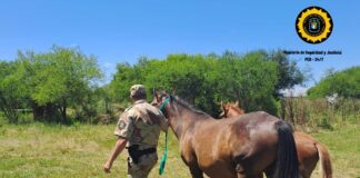 Gualeguaychú: Continúan los secuestros de equinos en la vía publica, sumando un total de 19 animales