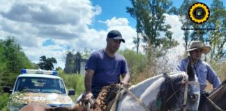 Robaron una yegua en colón, fue recuperada por la brigada en Concepción del Uruguay, ya con un potrillo al pie