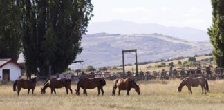 Encefalomielitis equinas: Se estableció la vacunación obligatoria en todo el territorio