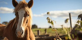 Se confirmaron dos nuevos casos de encefalitis equina en Entre Ríos: los pacientes ya tienen el alta