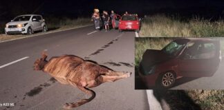 Ruta 130: Dos vehículos colisionaron un novillo