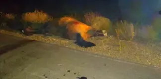 Un camión chocó un caballo en zona CECAT