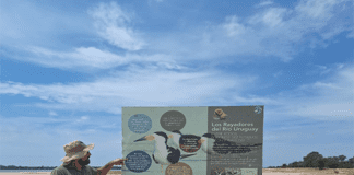 Campaña Rayadores del Río Uruguay, actividad en isla Dolores