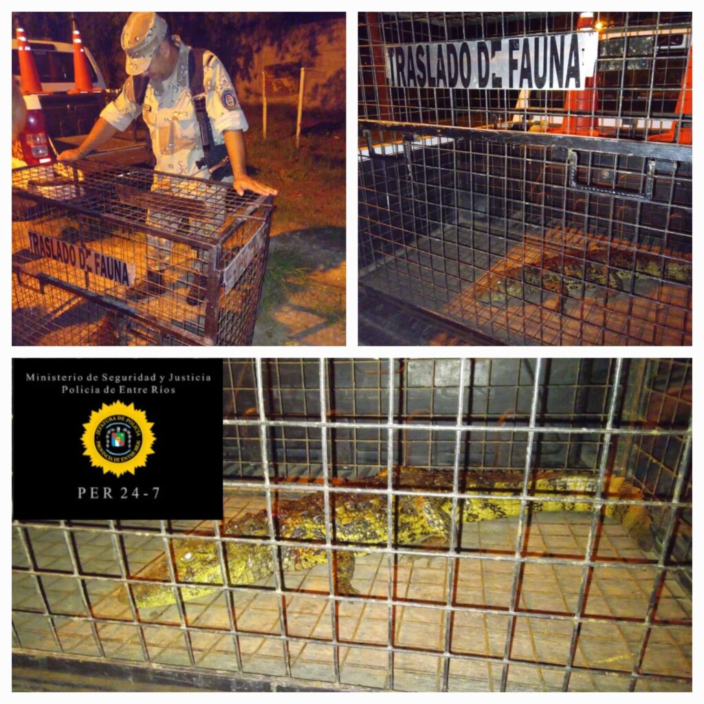Rescataron un Yacaré en el patio de una casa en Oro Verde