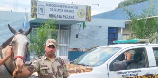 Brigadistas secuestran dos equinos sustraídos