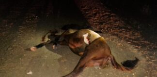 Un hombre chocó con su camioneta un caballo en ruta provincial 5