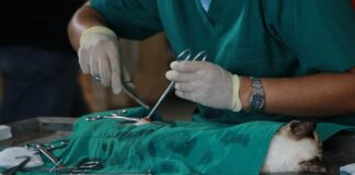 Realizarán una jornada de castración felina gratuita en el Multieventos