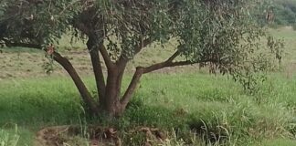 Desborde cloacal del municipio de San José afectó una vertiente en un área natural