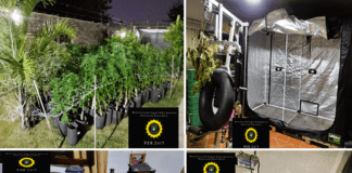 Allanaron una vivienda por una denuncia por violencia de género y descubrieron que tenía un invernadero de marihuana