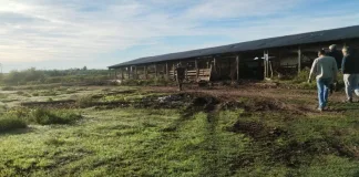 Contaminación: despoblaron una granja y ordenaron el cese de actividades
