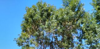 Comienza la poda de árboles en Concepción del Uruguay