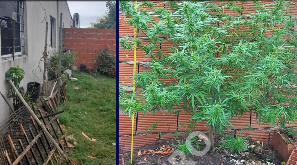Allanamiento y Secuestro de plantas de marihuana
