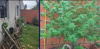 Allanamiento y Secuestro de plantas de marihuana