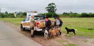 Identificaron a 17 cazadores furtivos con más de 30 perros en Gualeguaychú
