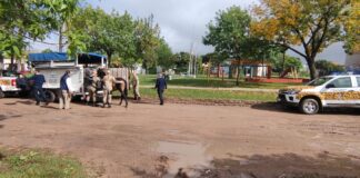 Dirección de Veterinaria Municipal de Gualeguaychú refuerza su presencia y continúa con el secuestro de equinos en la vía pública