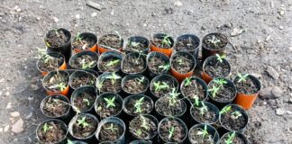 Allanamientos en la ciudad de Federación: Detenciones y Secuestros en operativo contra el Narcomenudeo