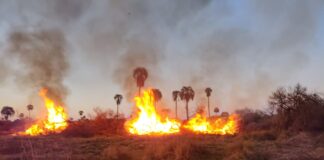 El gobierno provincial interviene en Federal, ante denuncias por nuevos desmontes y quemas en la Selva de Montiel