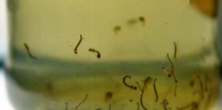 Los huevos del Aedes aegypti no mueren con las bajas temperaturas