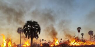 Queman y desmontan el campo donde iban a crear el Parque Nacional Selva de Montiel
