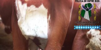 Operativo conjunto de la Dirección de Delitos Rurales y SENASA detecta transporte ilegal de ganado infestado de garrapatas