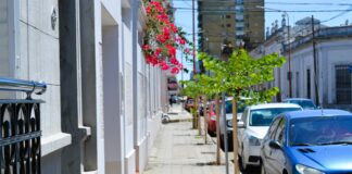 Avanza la Séptima etapa del plan de arbolado urbano en Concepción del Uruguay