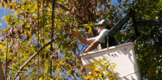 Continúa la poda en Concepción del Uruguay