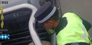 Sorprenden a conductor con una oveja en la caja de su camioneta, que no pudo justificar su procedencia