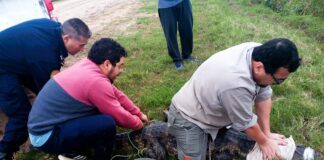 Rescatan y liberan a un yacaré de grandes dimensiones en el patio de una Comisaría