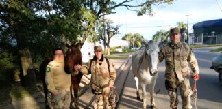 Recuperan dos caballos robados gracias a las cámaras de seguridad