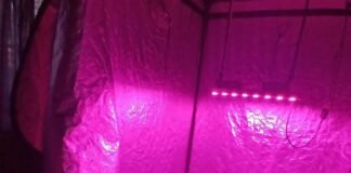 Allanamiento por un hecho de abigeato, culminó con el descubrimiento de un invernadero de cultivo de Cannabis