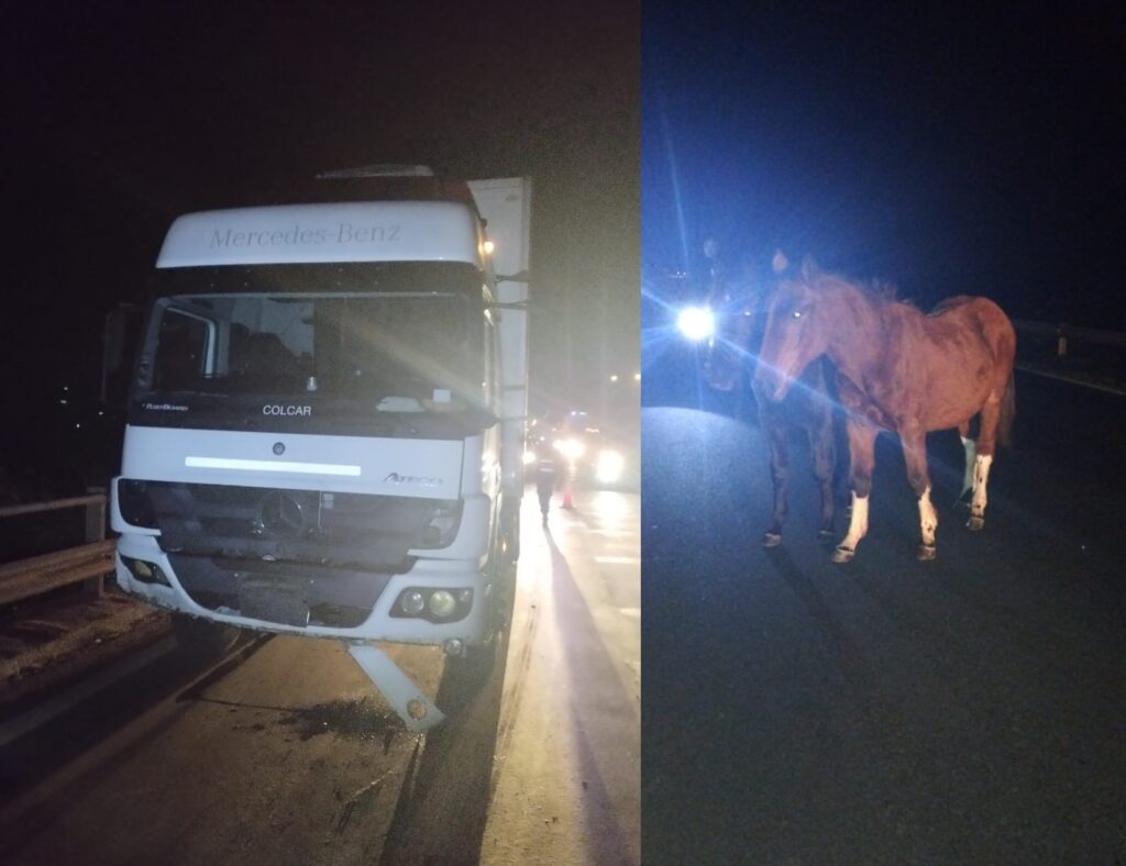 Accidente en Ruta 12: Un camión impacto contra tres caballos  
