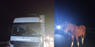 Accidente en Ruta 12: Un camión impacto contra tres caballos