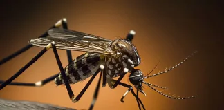 Siguen en descenso los casos de dengue en Entre Ríos