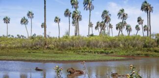 Rechazo al uso de agroquímicos en el Parque Nacional El Palmar