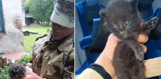 Paraná: Rescate de crías de Gato Montés en Sauce Montrull