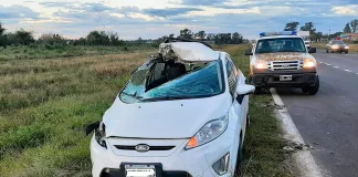 Autovía Artigas: Un auto chocó a una yegua preñada