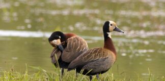 Entre Ríos finalmente habilitó la caza de aves autóctonas