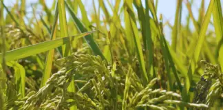 Presentan una nueva variedad de arroz de alta calidad culinaria